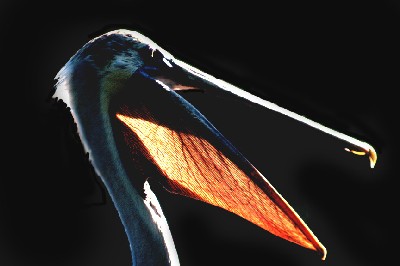 pelican